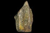 Ceratopsian Dinosaur Tooth - Judith River Formation #128523-1